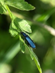 Ischnomera cyanea