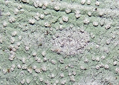 Phlyctis boliviensis