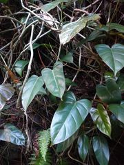 Philodendron erubescens