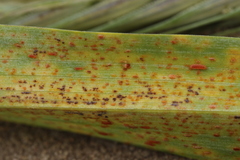 Puccinia recondita