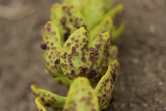 Tuberculina persicina