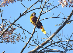 Psarocolius bifasciatus