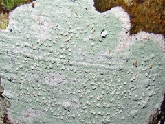 Phlyctis boliviensis