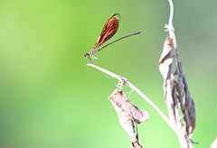 Chalcopteryx rutilans