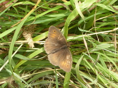 Maniola jurtina