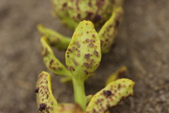 Tuberculina persicina