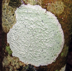 Phlyctis boliviensis