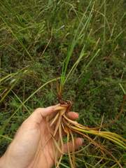 Cladium mariscus jamaicense