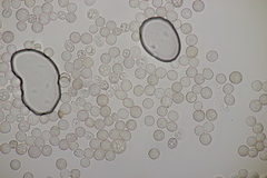 Tuberculina persicina