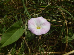 Convolvulus arvensis