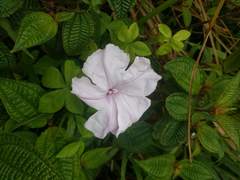 Ipomoea cairica