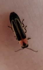 Photinus dimissus