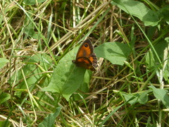 Pyronia tithonus