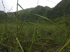 Cladium mariscus jamaicense