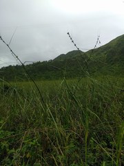 Cladium mariscus jamaicense