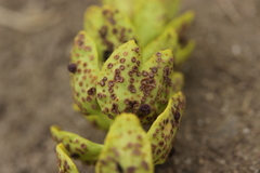 Tuberculina persicina