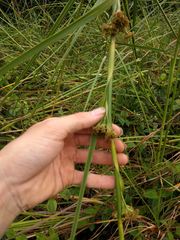 Cladium mariscus jamaicense