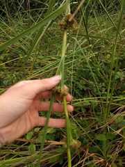 Cladium mariscus jamaicense