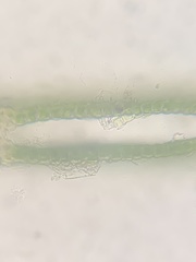 Fissidens bushii