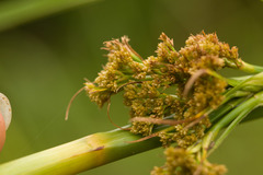 Cladium mariscus jamaicense
