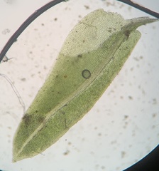 Fissidens bushii