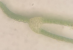Fissidens bushii