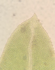 Fissidens bushii