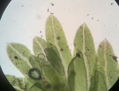 Fissidens bushii