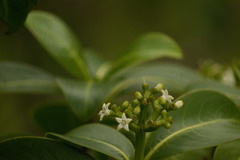 Psychotria mariniana