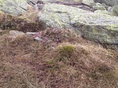 Rhododendron lapponicum