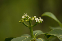 Psychotria mariniana