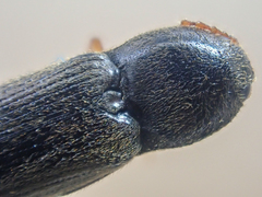 Horistonotus gracilis