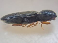 Horistonotus gracilis