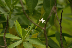 Scaevola gaudichaudiana