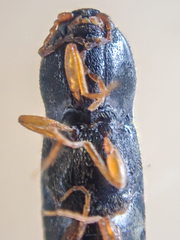 Horistonotus gracilis