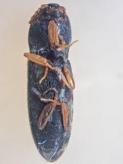 Horistonotus gracilis