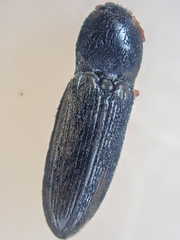 Horistonotus gracilis