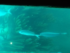 Diplodus bermudensis