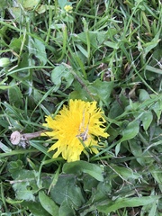 Taraxacum officinale