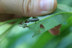 Chrysomela vigintipunctata