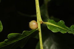 Cynips quercusfolii