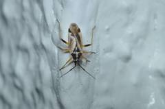 Harpocera orientalis