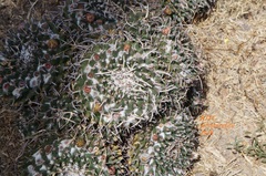 Mammillaria magnimamma