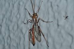 Ophion obscuratus