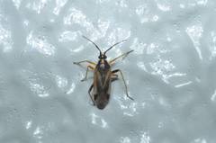 Harpocera orientalis