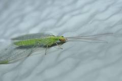 Chrysoperla nipponensis