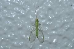 Chrysoperla nipponensis