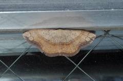 Pylargosceles steganioides