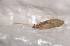 Hemerobius japonicus