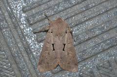 Orthosia carnipennis